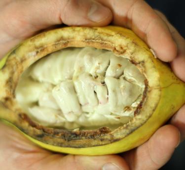 Hands holding a cacao pod cut in half showing the fruit inside